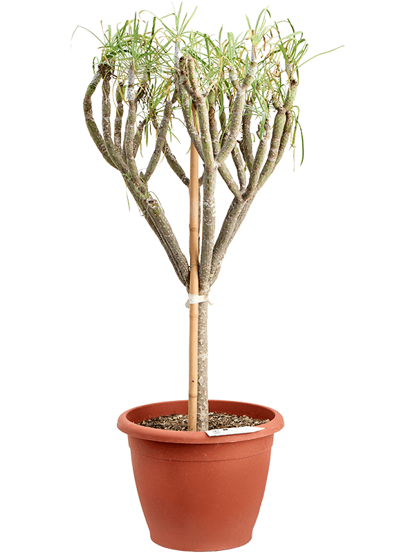 Easy-Care Candle Plant Senecio kleinia Indoor House Plants
