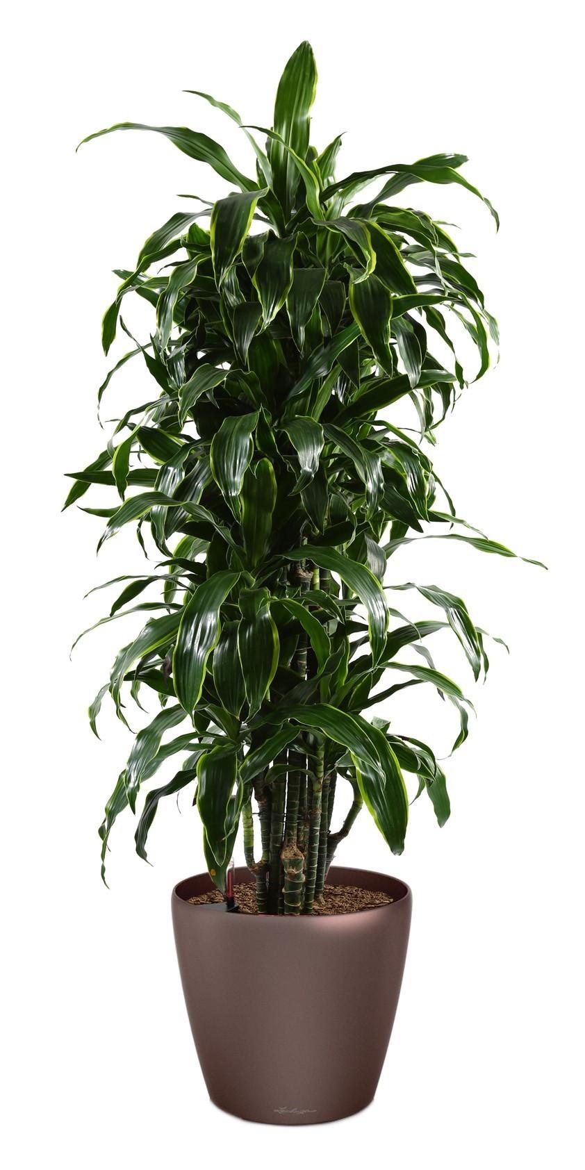 Dracaena Fragrans Arturo in LECHUZA CLASSICO LS 43 Self-watering Planter, Total Height 150 cm