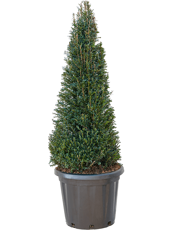Photogenic English Yew Taxus baccata