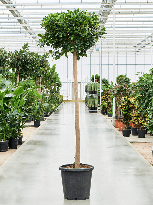 Lush Weeping Fig Ficus microcarpa ‘Nitida’ Tall Indoor House Plants Trees