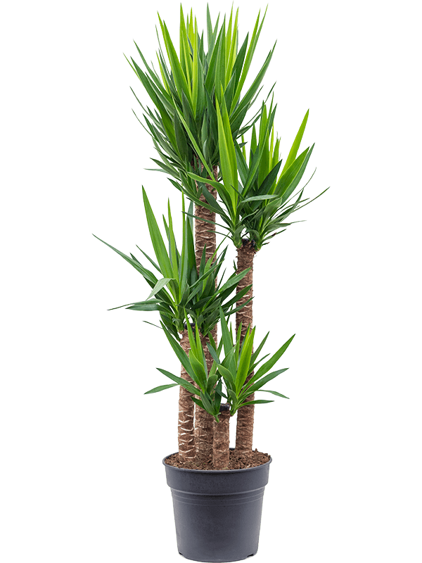 Insta-friendly Spineless Yucca elephantipes Tall Indoor House Plants Trees