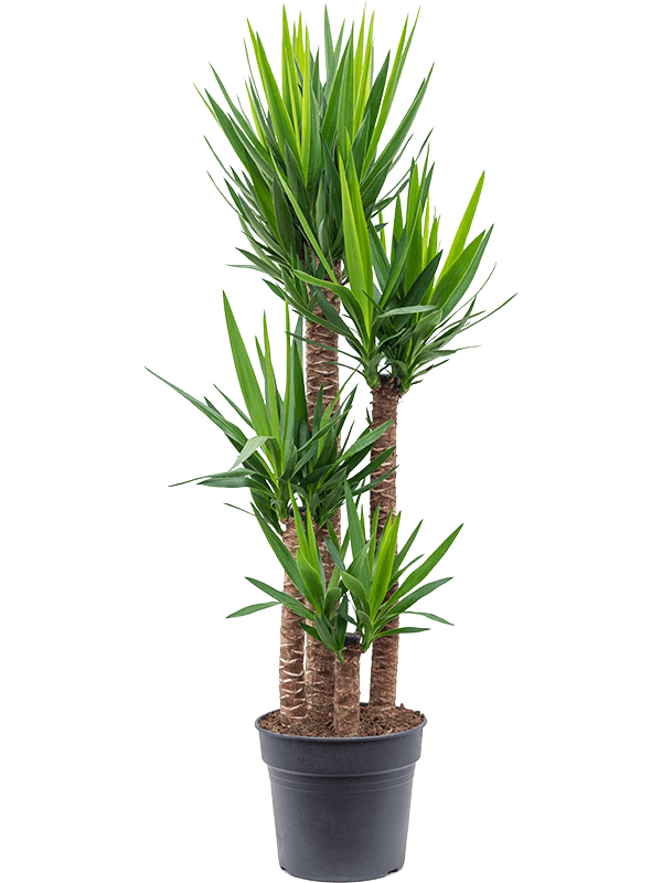 Insta-friendly Spineless Yucca elephantipes Tall Indoor House Plants Trees