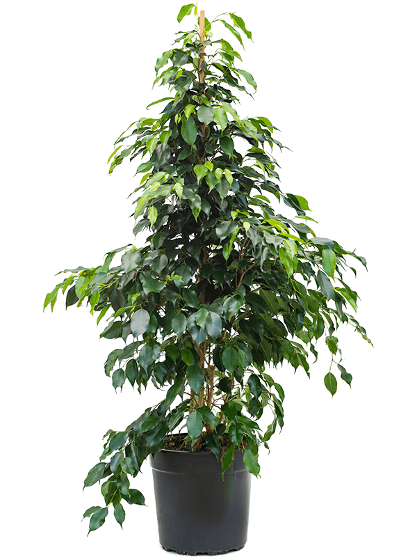 Lush Weeping Fig Ficus benjamina 'Danielle' Indoor House Plants