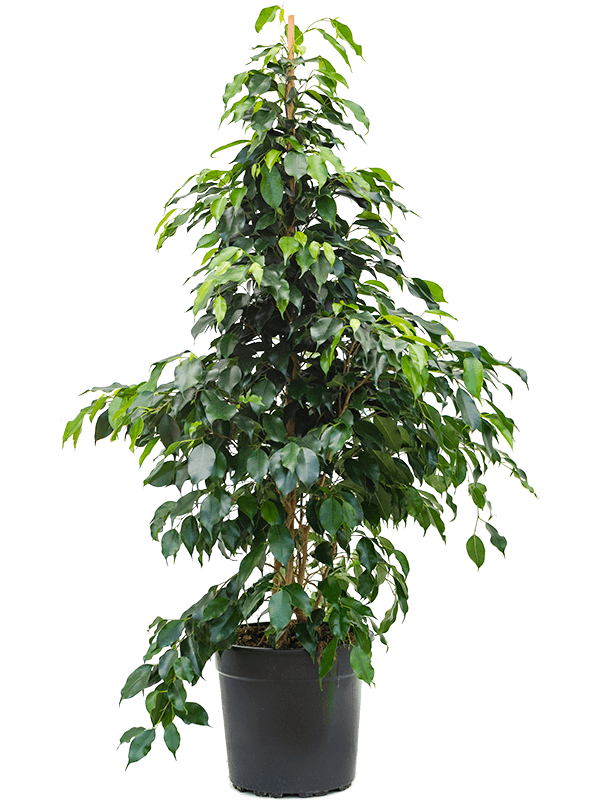 Lush Weeping Fig Ficus benjamina 'Danielle' Indoor House Plants