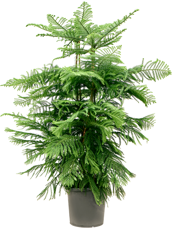 Norfolk Island Pine Araucaria heterophylla