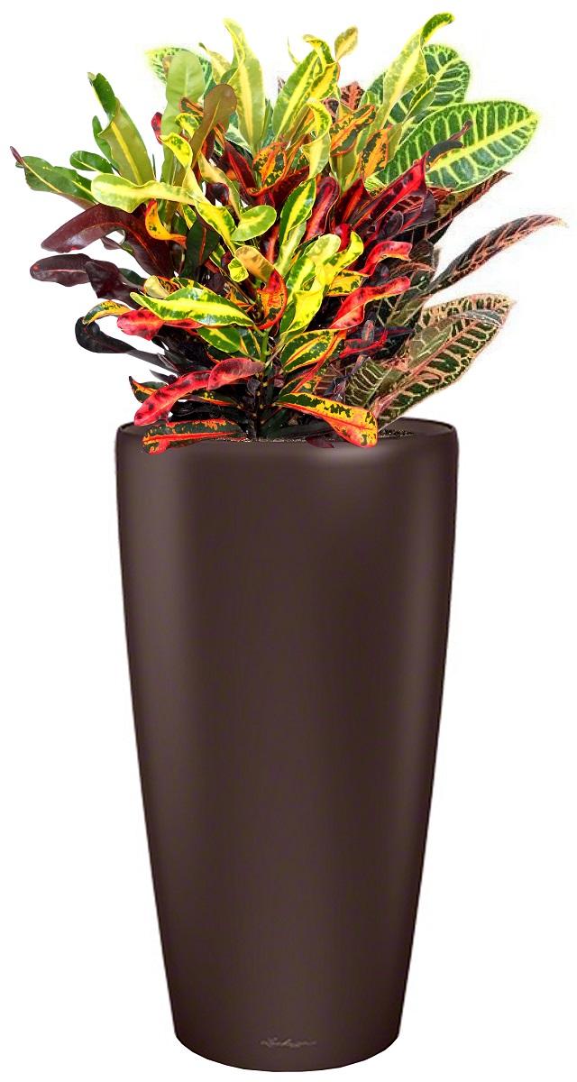 Codiaeum Mix Colour Extravaganza in LECHUZA RONDO Self-watering Planter, Total Height 100 cm