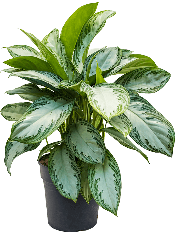 Vibrant Chinese Evergreen Aglaonema 'Silver Bay' Indoor House Plants