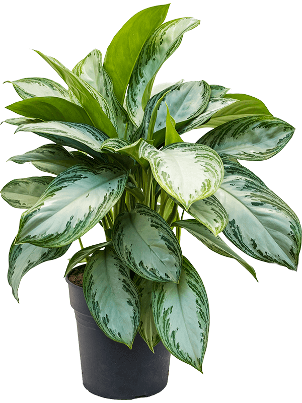 Vibrant Chinese Evergreen Aglaonema 'Silver Bay' Indoor House Plants