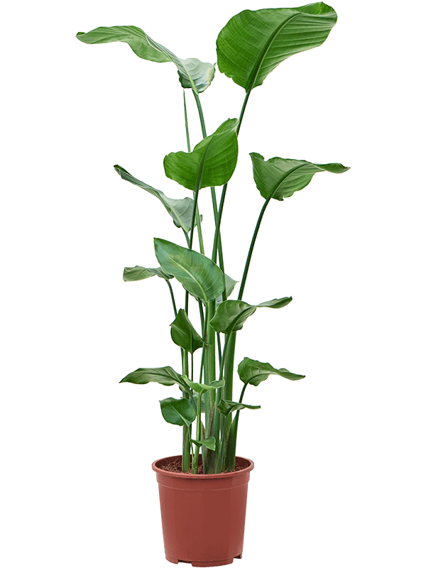 Tropical Bird of Paradise Strelitzia nicolai Indoor House Plants