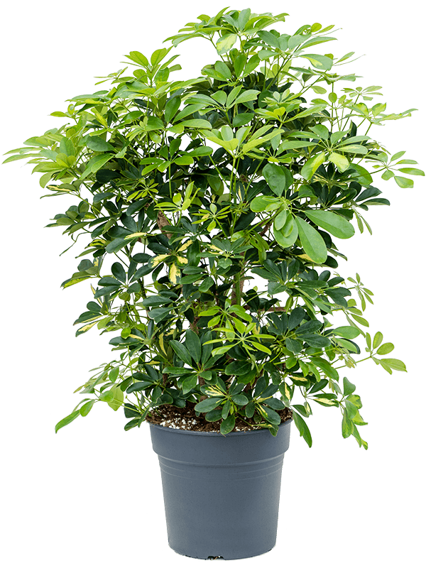 Delicate Umbrella Tree Schefflera arboricola 'Gold Capella' Indoor House Plants