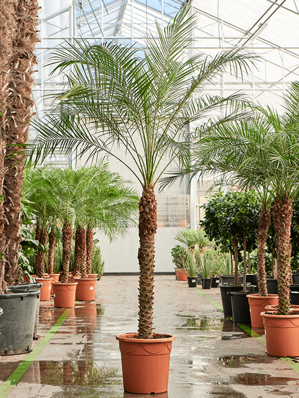 Tropical Pygmy Date Palm Phoenix roebelenii Indoor House Plants