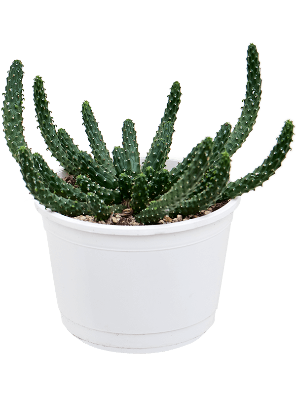 Easy-Care African Milk Tree Euphorbia inermis Indoor House Plants