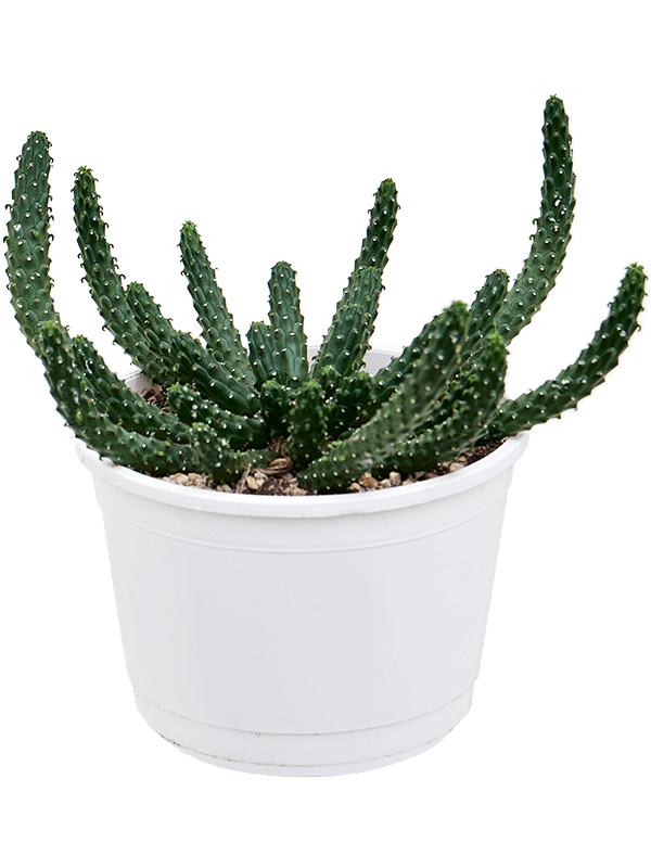 Easy-Care African Milk Tree Euphorbia inermis Indoor House Plants