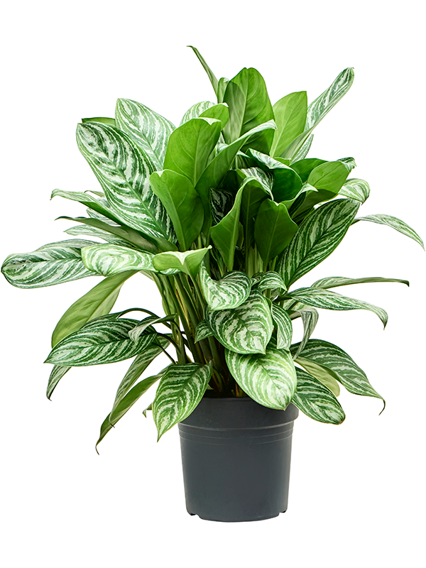 Shade-loving Chinese Evergreen Aglaonema 'Stripes' Indoor House Plants