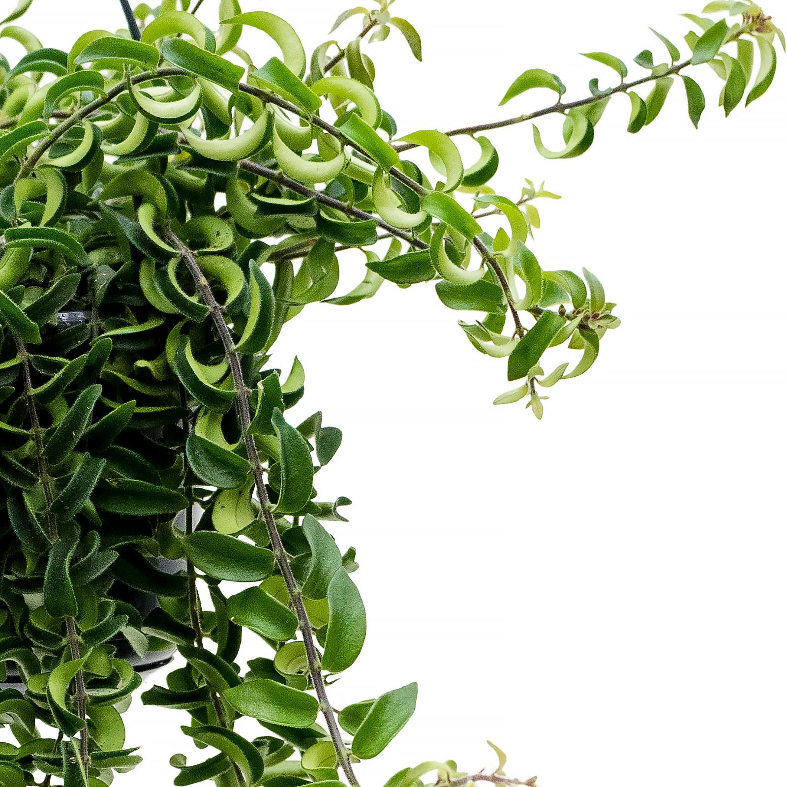 Showy Lipstick Plant Aeschynanthus 'Twister' Indoor House Plants