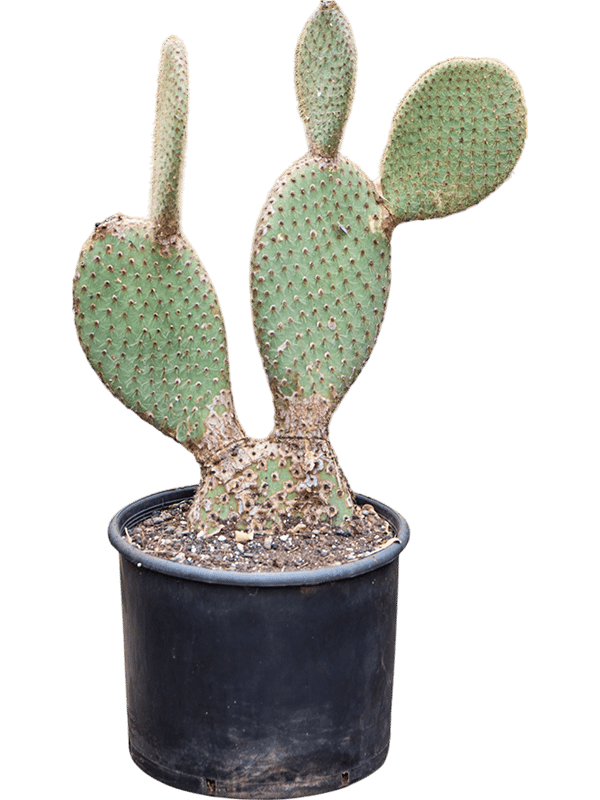Easy-Care Prickly Pear Cactus Opuntia pailana Indoor House Plants