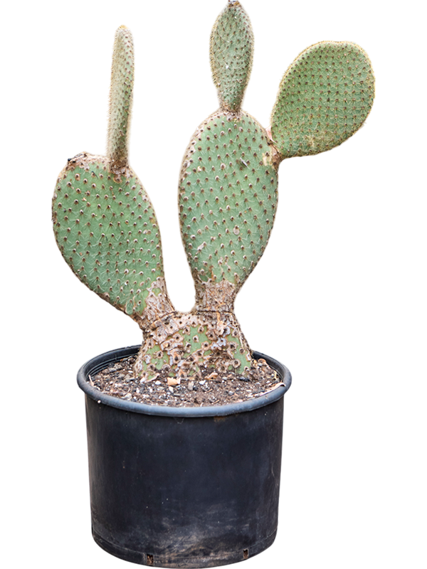 Easy-Care Prickly Pear Cactus Opuntia pailana Indoor House Plants