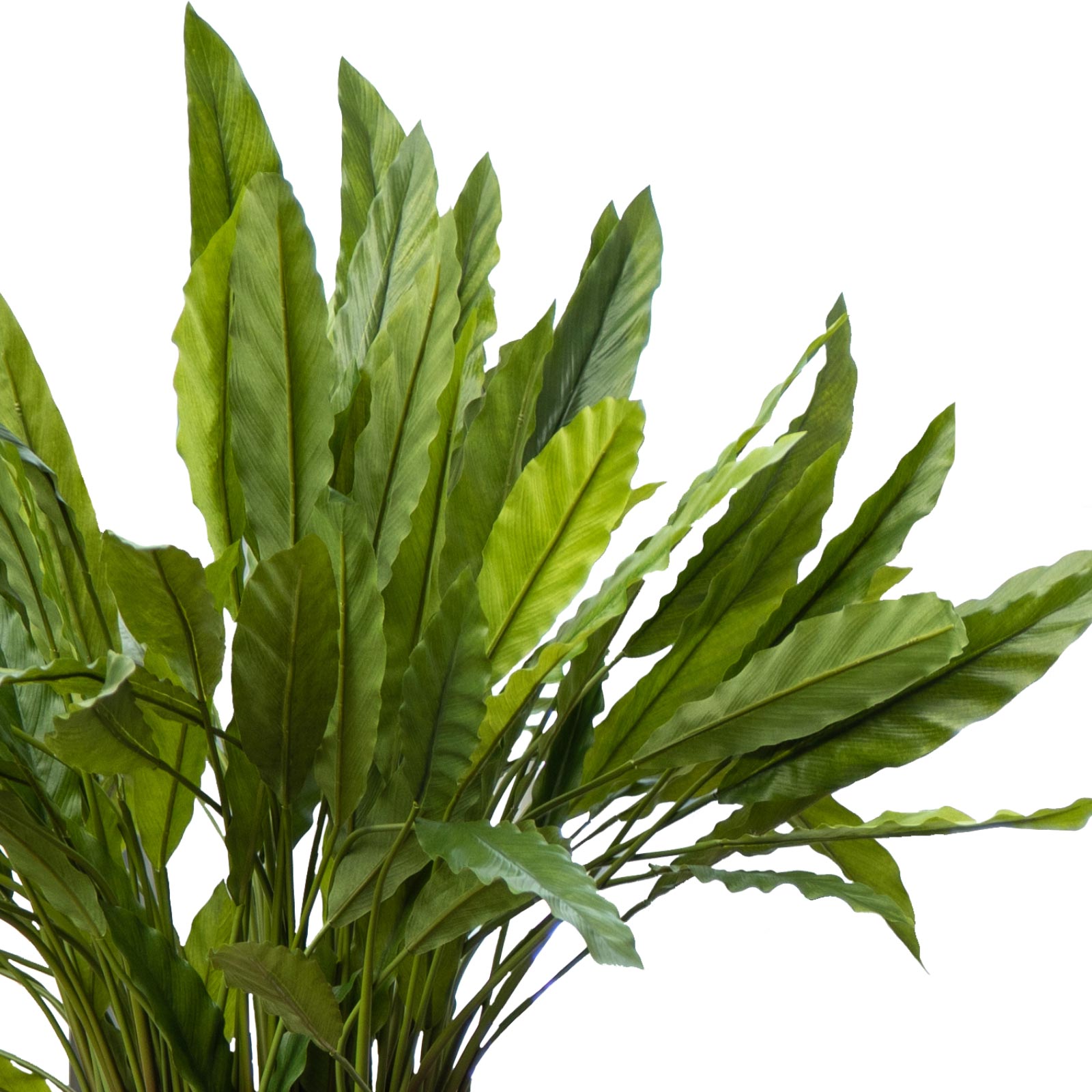 Fancy Peacock Plant Calathea rufibarba 'Blue grass' Indoor House Plants