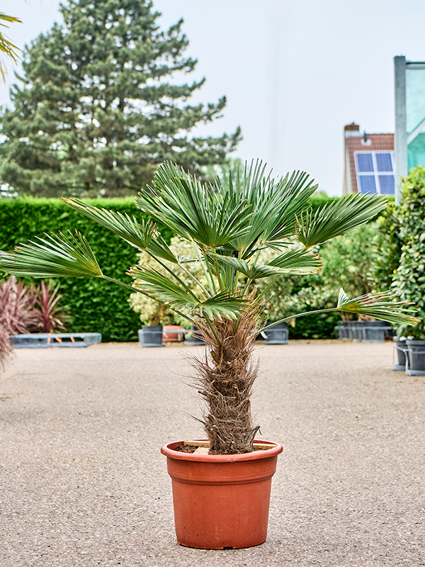 Windmill Palm Tree Trachycarpus wagnerianus