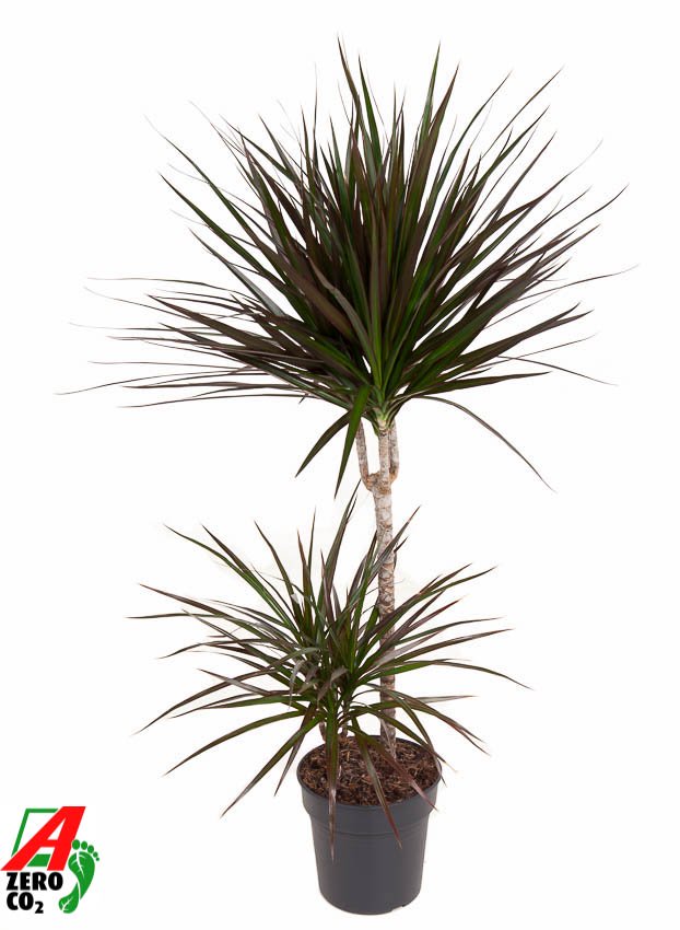 Showy Dragon Tree Dracaena marginata 'Magenta' Tall Indoor House Plants Trees