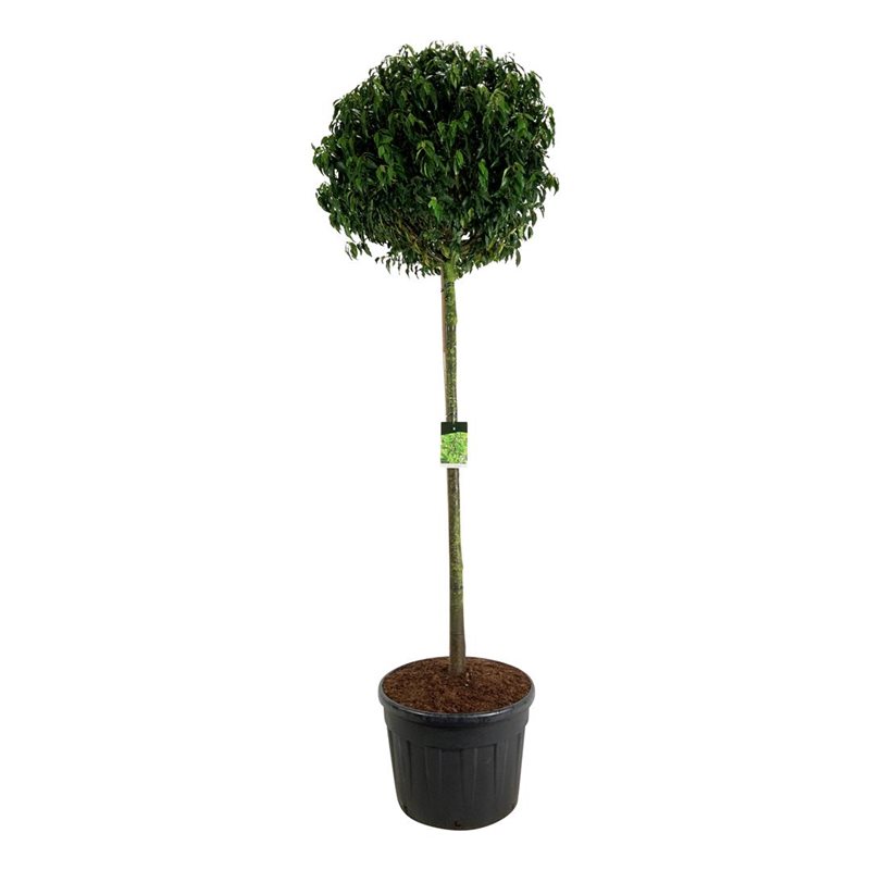 Lush Portugal Laurel Prunus lusitanica 'Angustifolia' Outdoor Plants