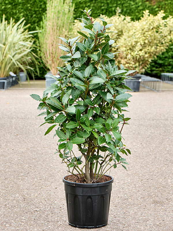 Lush Bay Tree Laurus nobilis