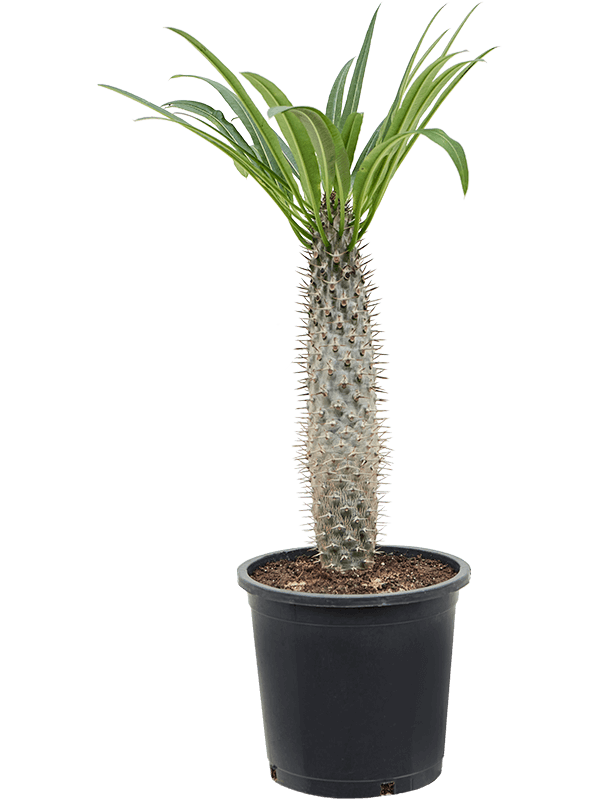 Showy Madagascar palm Pachypodium lamerei Tall Indoor House Plants Trees