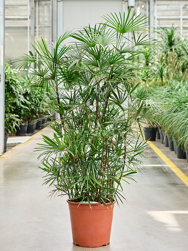 Elegant Lady Palm Rhapis humilis (190-210) Tall Indoor House Plants Trees