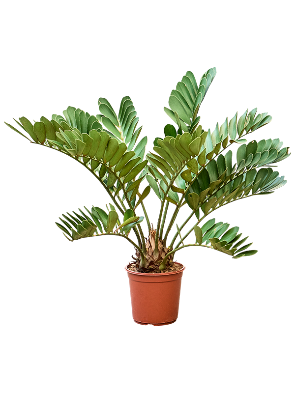 Zamia furfuracae