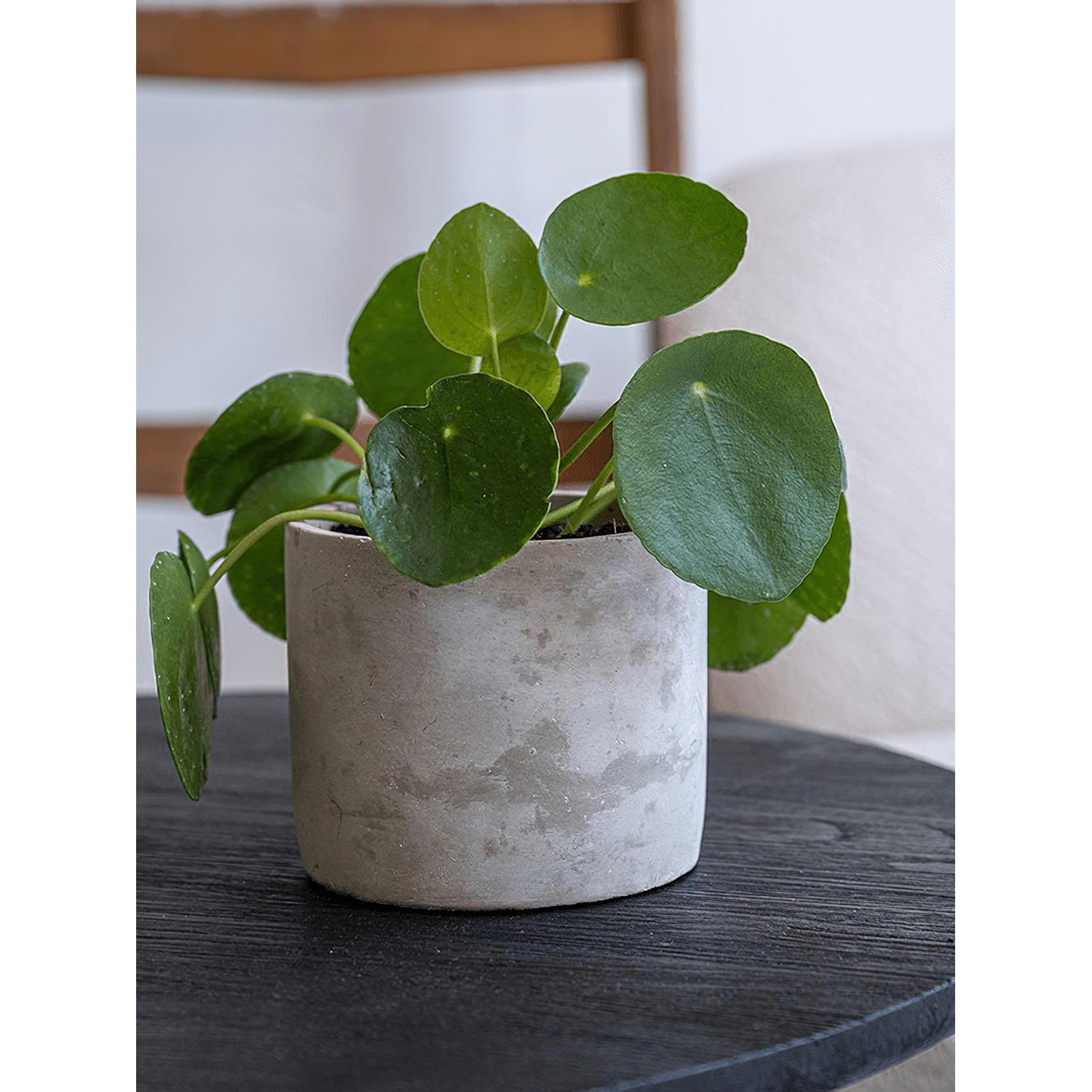 Lukas Concrete Round Planter by Idealist Premium