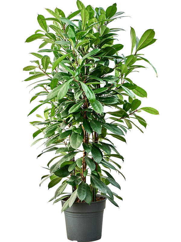 Lush African Fig Ficus cyathistipula Indoor House Plants