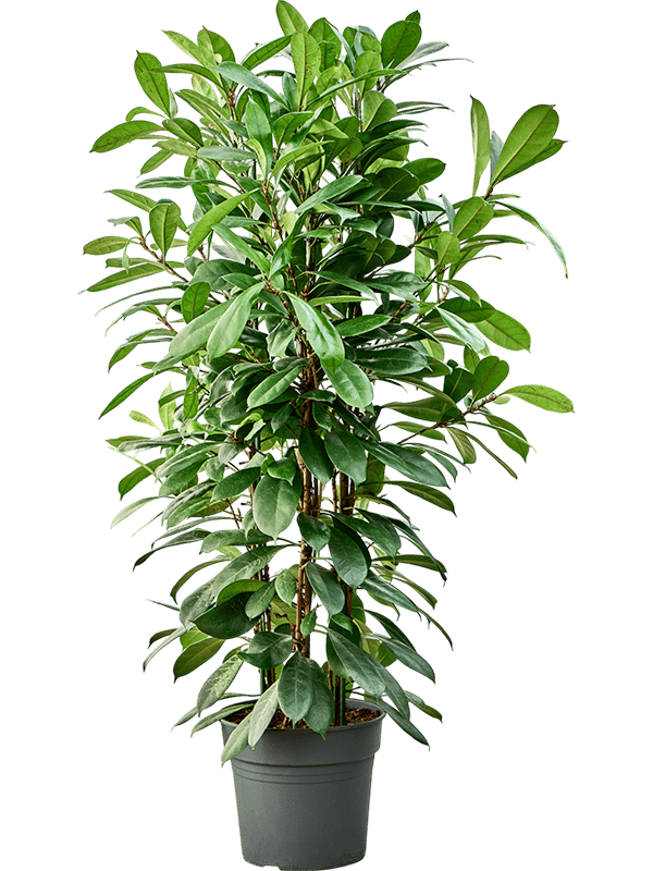 Lush African Fig Ficus cyathistipula Indoor House Plants