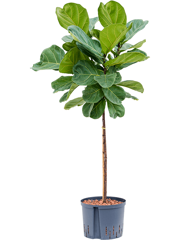 Lush Fiddle Leaf Fig Ficus lyrata Indoor House Plants