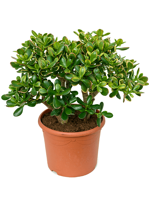 Easy-Care Jade Plant Crassula ovata 'Sunset' Indoor House Plants
