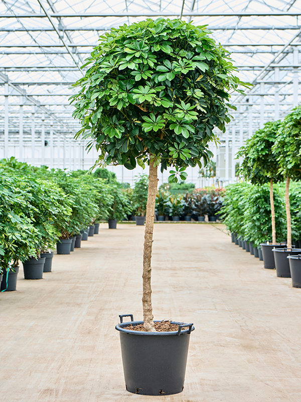 Delicate Umbrella Tree Schefflera arboricola 'Gold Capella' Indoor House Plants