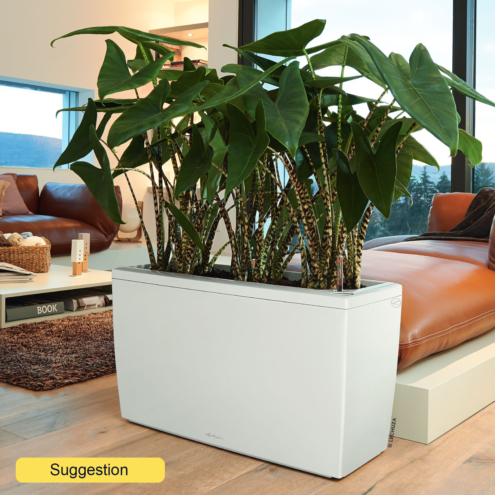 Easy-Care Elephant Ear Alocasia zebrina Indoor House Plants