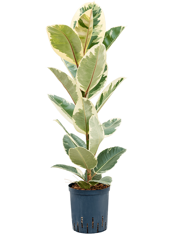 Lush Rubber Plant Ficus elastica 'Tineke' Indoor House Plants