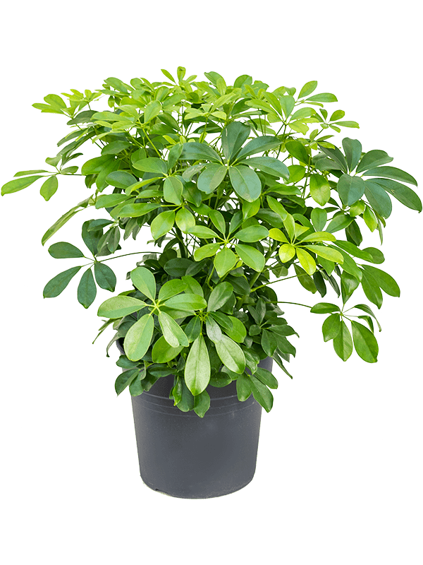 Easy-Care Umbrella Tree Schefflera arboricola 'Compacta' Tall Indoor House Plants Trees