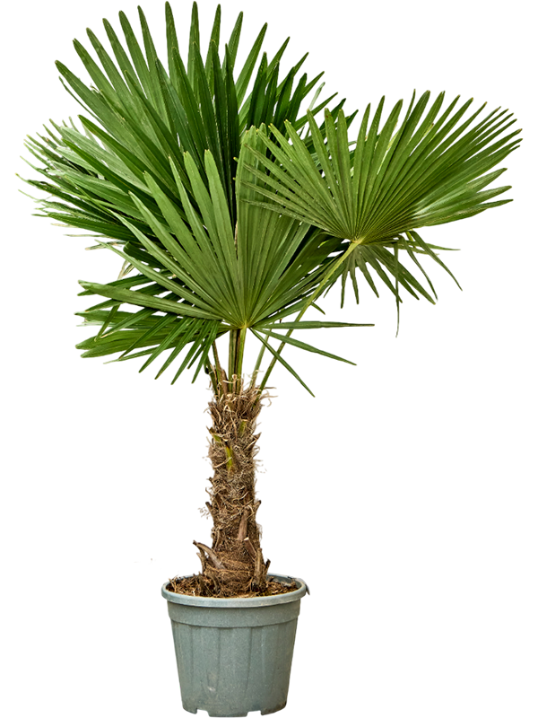 Windmill Palm Tree Trachycarpus fortunei (300-350)