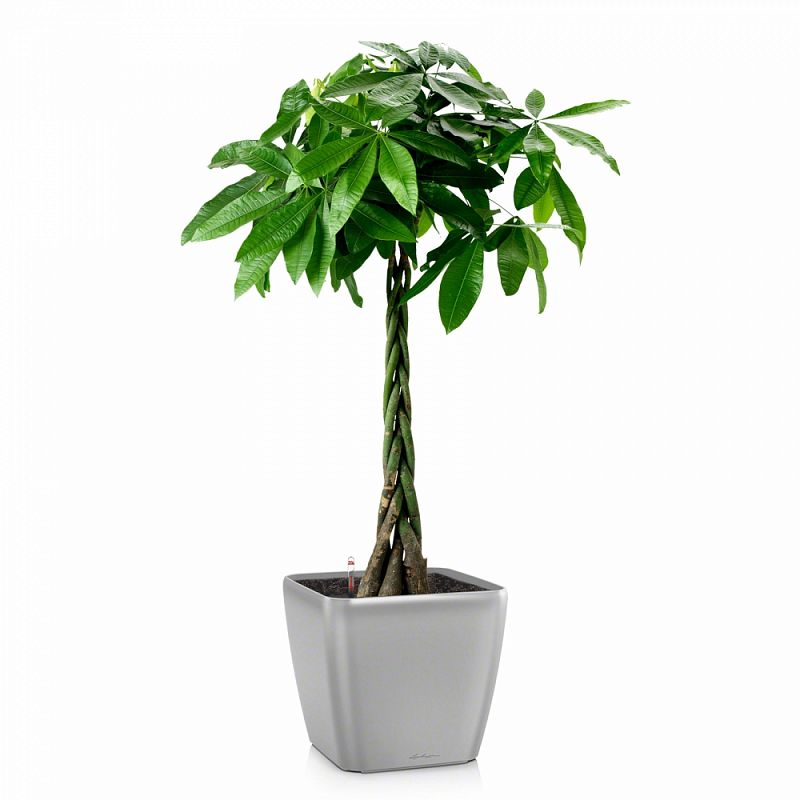 LECHUZA Quadro LS Square Poly Resin Self-watering Planter LECHUZA Quadro LS Square Poly Resin Self-watering Planter