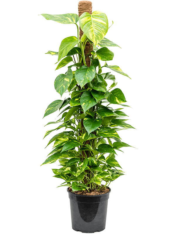 Shade-loving Pothos Scindapsus (Epipremnum) 'Aureum' Indoor House Plants