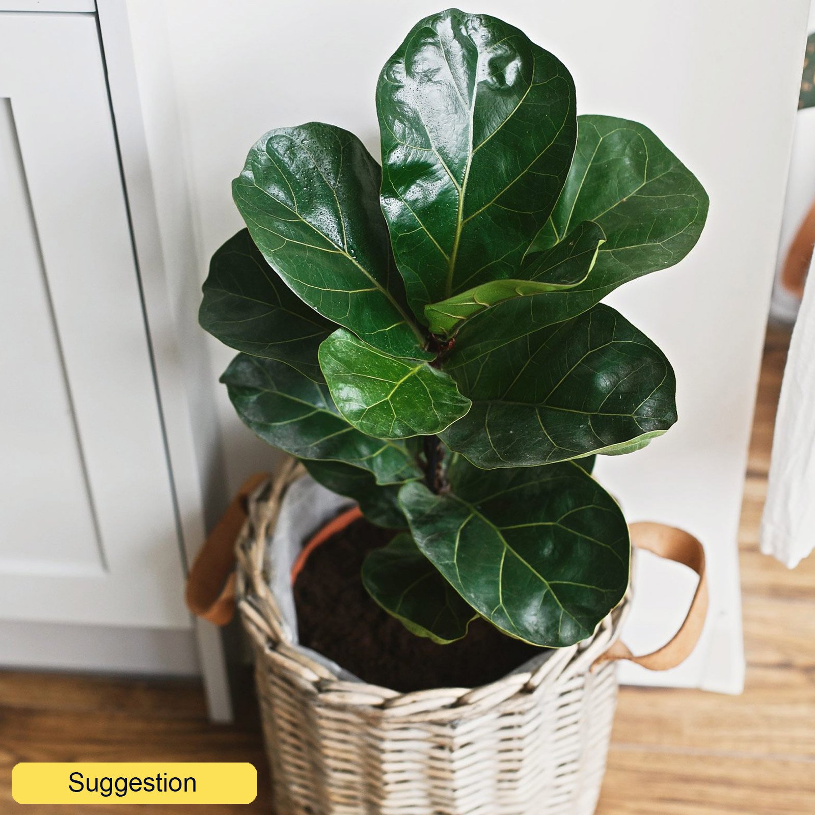 Lush Fiddle Leaf Fig Tree Ficus lyrata 'Bambino' Indoor House Plants