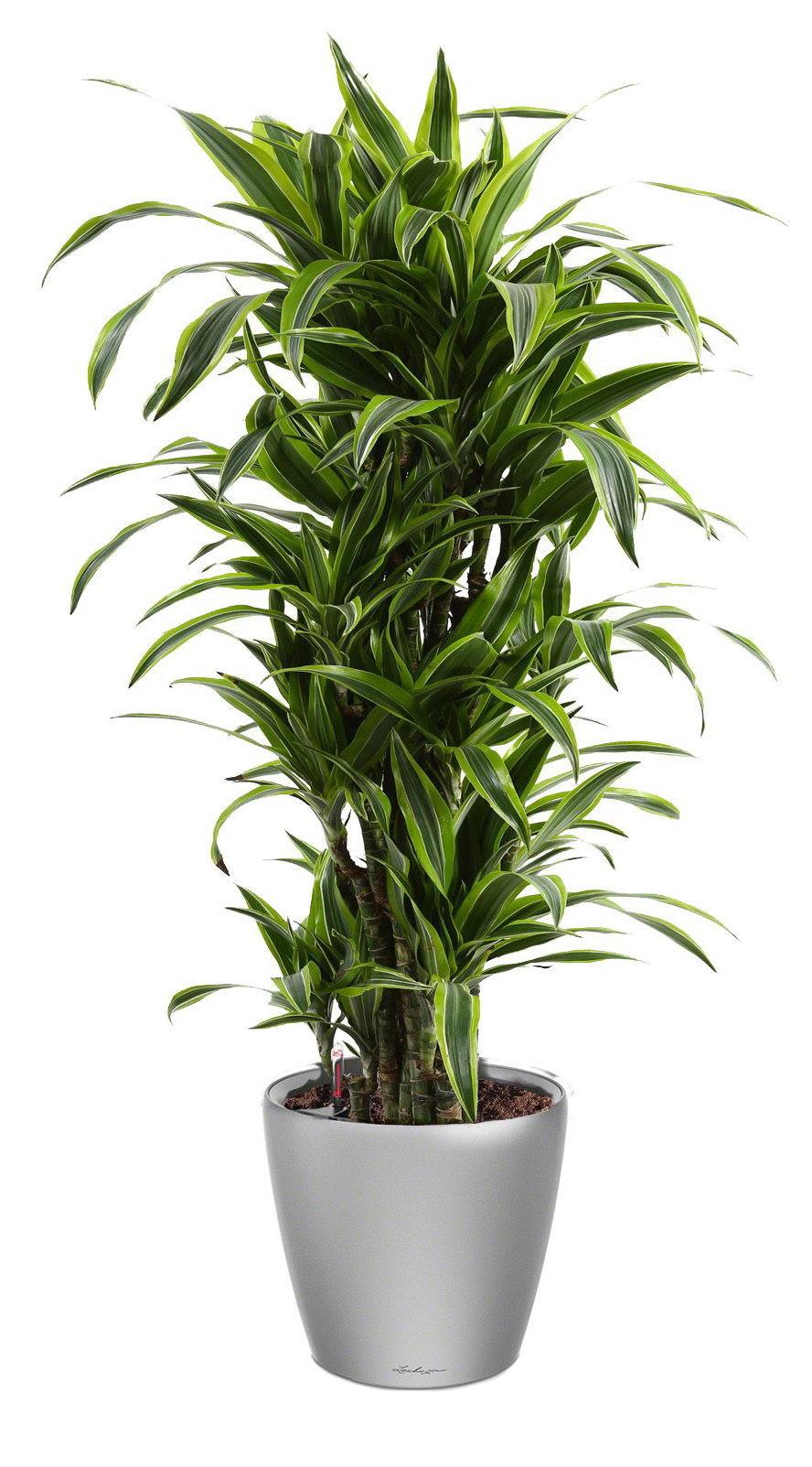 Dracaena Fragrans Lemon Lime in LECHUZA CLASSICO LS Self-watering Planter, Total Height 140 cm