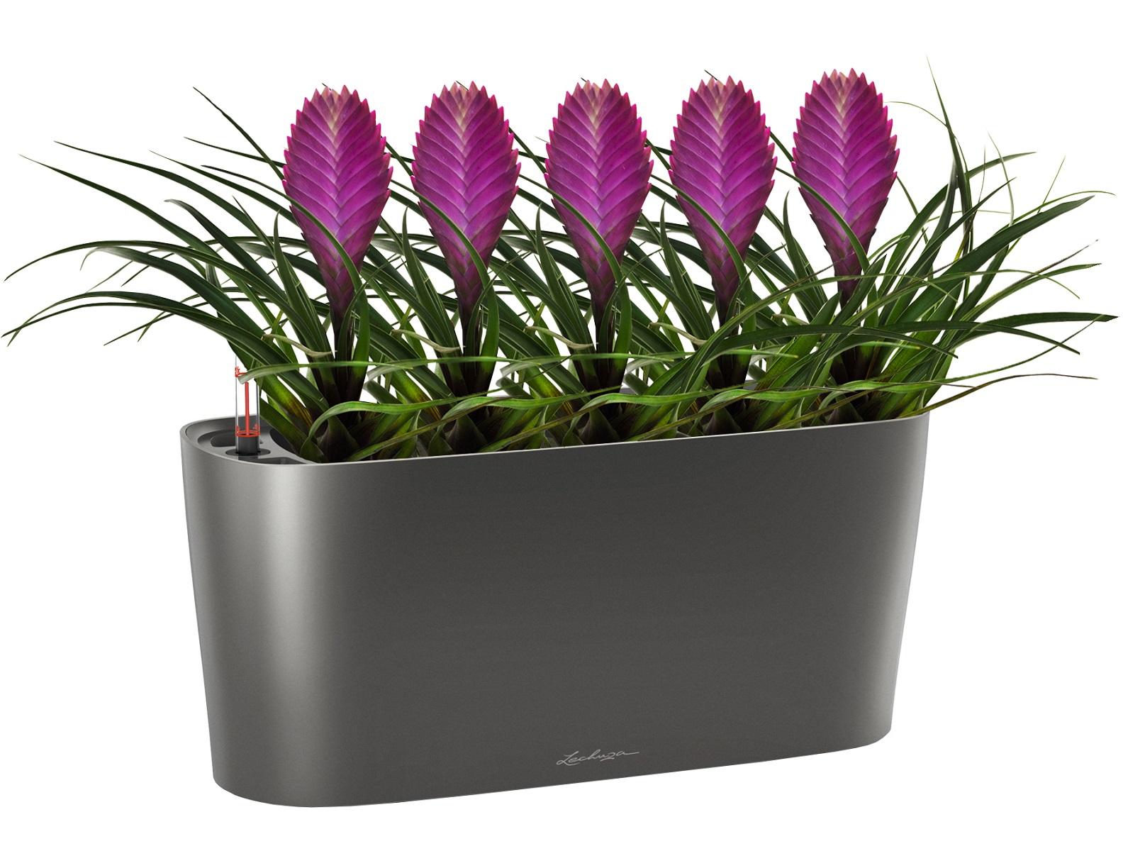 Blooming Tillandsia in LECHUZA DELTA Self-watering Planter, Total Height 40 cm
