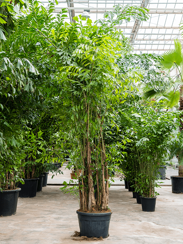 Lush Fishtail Palm Caryota mitis (650-725) Indoor House Plants