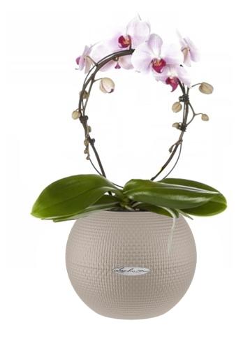 Blooming Phalaenopsis Orchid Pink Cascade in LECHUZA-PURO Self-watering Planter, Total Height 50 cm