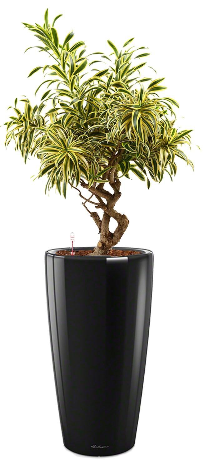 Dracaena Reflexa Song of India in LECHUZA RONDO Self-watering Planter, Total Height 160 cm