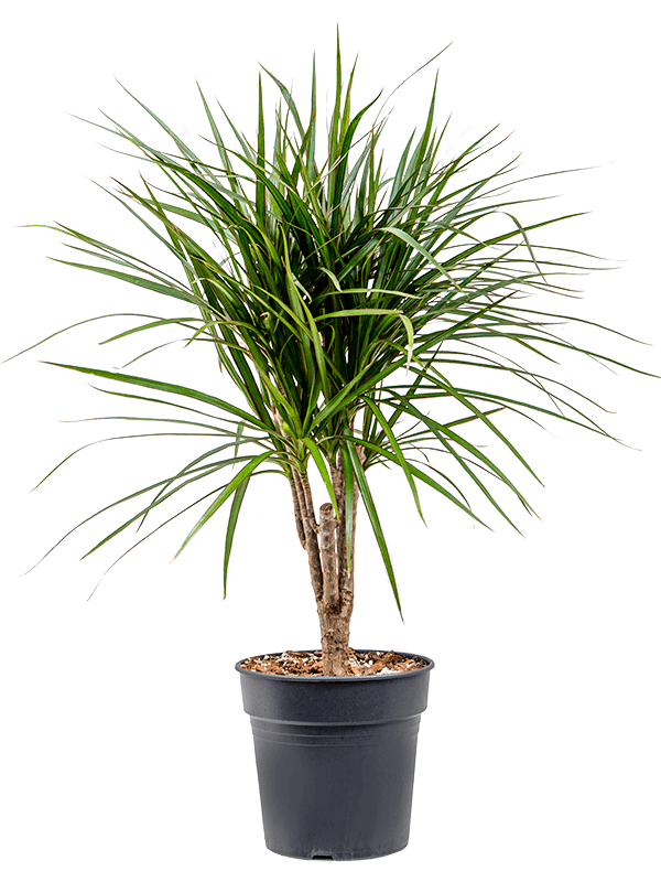 Showy Madagascar Dragon Tree Dracaena marginata Tall Indoor House Plants Trees