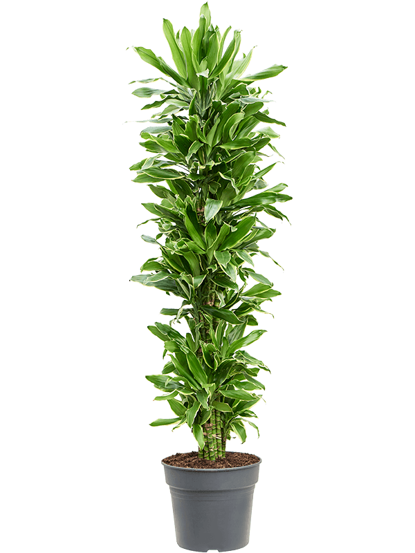 Insta-friendly Corn Plant Dracaena fragrans 'Golden Coast' Tall Indoor House Plants Trees