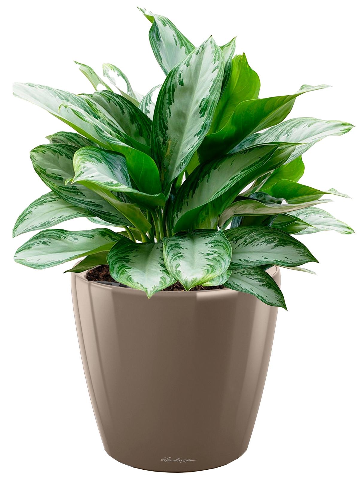 Aglaonema Silver Bay in LECHUZA CLASSICO LS Self-watering Planter, Total Height 90 cm